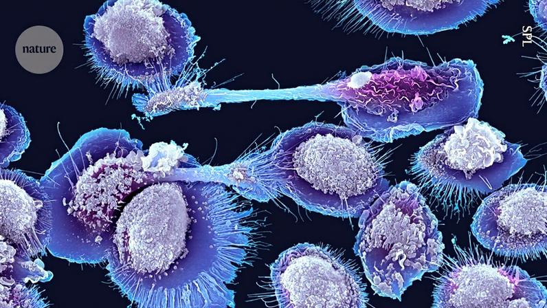 Macrófagos, que absorvem patógenos, estão implicados na inflamação crônica associada ao envelhecimento (Foto: Reprodução)