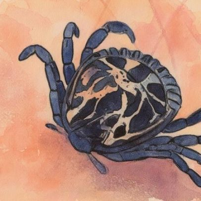 Molécula da saliva de carrapato promete novas soluções contra febre maculosa