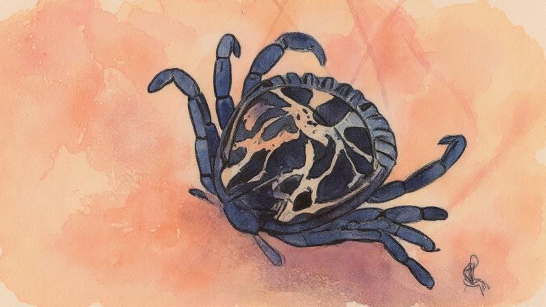 Carrapato-estrela, vetor da febre maculosa, em um fundo natural (Foto: Reprodução)