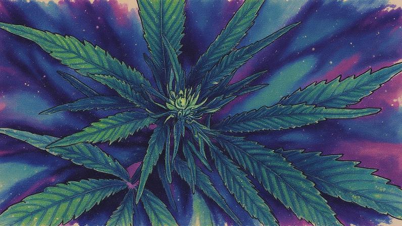 Usuário flagrado com até 40 g de maconha receberá notificação para comparecer a centro de atendimento em até 30 dias (Foto: Reprodução)