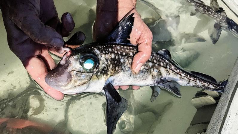 Macho de peixe-rato em ambiente aquático (Foto: Reprodução)