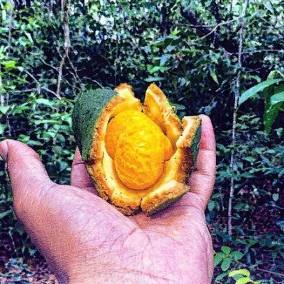 Pequi: o superalimento do Cerrado que beneficia rins, coração e fígado