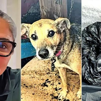 Ex-secretária é investigada por suspeita de matar cães após arrecadação de doações