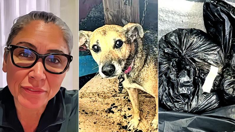 Cão resgatado durante operação ao lado de animais encontrados mortos (Foto: Reprodução)
