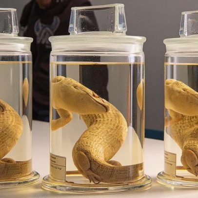 Retorno de réptil extinto mostra poder de reconquistar identidade
