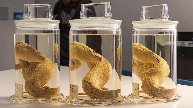 The specimen of a Jamaican giant galliwasp that was repatriated to the University of the West Indies in 2024 Courtesy The Hunterian, University of Glasgow