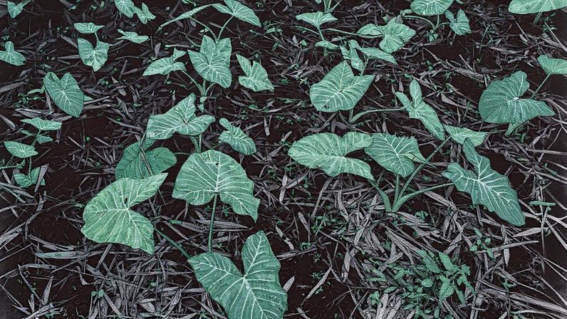 Plantação de taioba em campo aberto (Foto: Reprodução)