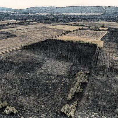 "Gestão florestal se torna prioridade após 60 anos de abandono rural"