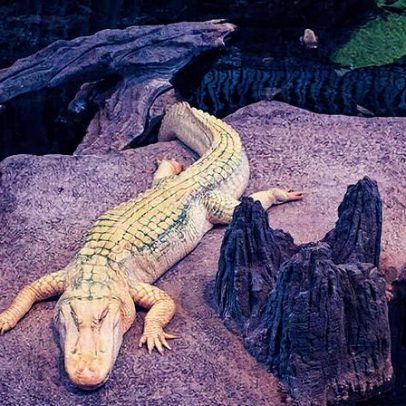'Pequeno' Claude: a história do jacaré albino que fascina a startup Anthropic