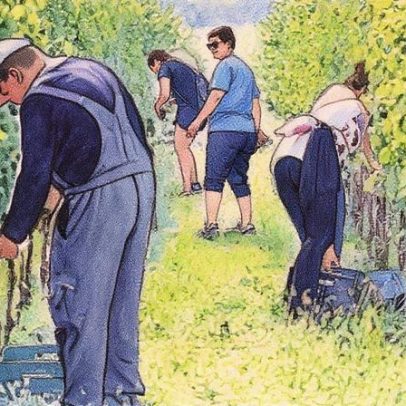 Vignerons do Bordelais desabafam sobre crise e chais cheios de vinho