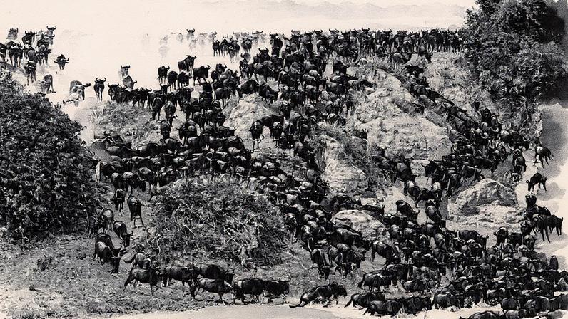 Ñus atravessam o rio Mara durante a Grande Migração na África Oriental (Foto: Reprodução)