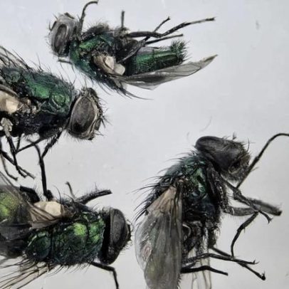 Cientistas aprimoram uso de moscas para elucidar crimes complexos