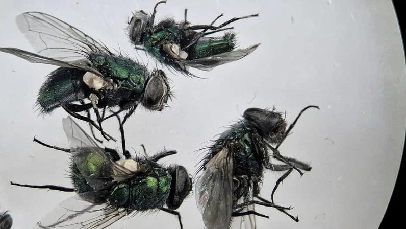 Moscas da família Calliphoridae, reconhecidas pelo seu colorido verde tornasolado, são as primeiras a aparecer após a morte de um corpo (Foto: Reprodução)