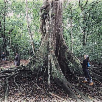 Brasileiros se orgulham da Amazônia, mas 65% não conhecem a região