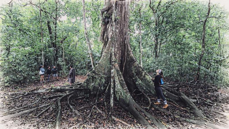 Floresta associada ao misticismo e à destruição ambiental (Foto: Reprodução)