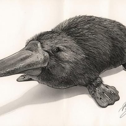 Tucanos e ornitorrincos: a diversidade da fauna brasileira em destaque