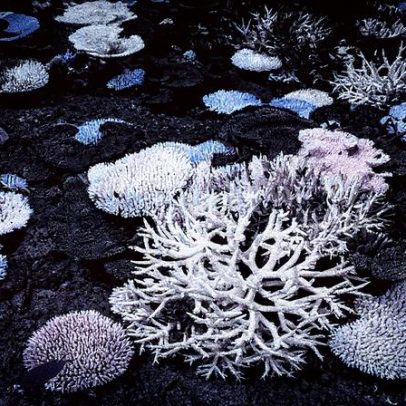 Corais enfrentam extinção devido ao aquecimento global, aponta pesquisa recente