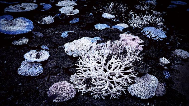 Peixes nadam entre corais branqueados e mortos ao redor da Ilha Lizard, na Grande Barreira de Corais, Austrália (Foto: Reprodução)