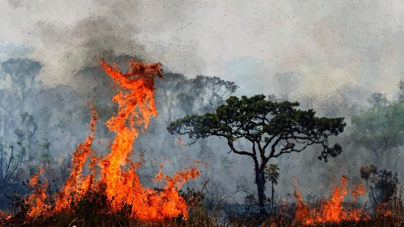 Incêndio no Parque Nacional de Brasília em setembro de 2024 (Foto: Reprodução)