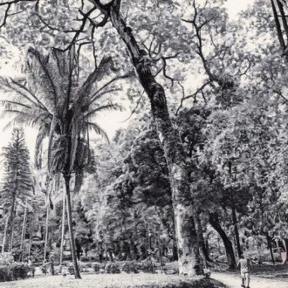Bacaba, sucupira e jatobá: conheça as riquezas da flora brasileira