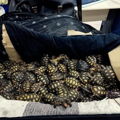 Polícia Civil realiza a maior operação do Brasil contra tráfico de animais silvestres
