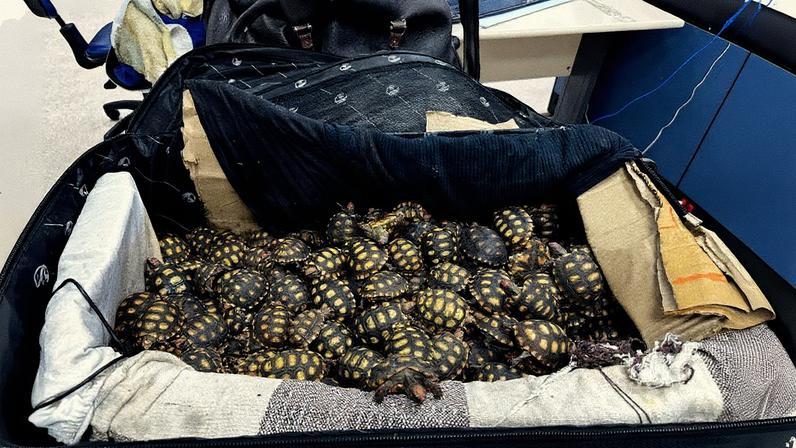Dezenas de tartarugas apreendidas sendo contrabandeadas em uma mala (Foto: Reprodução)