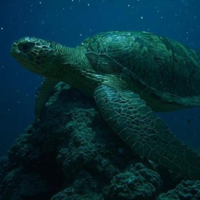 Tartaruga verde é reclassificada de ameaçada para menos preocupada