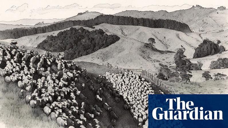 Sheep in New Zealand’s Kaipara Hills. The government has been criticised for its cuts to methane reduction targets.