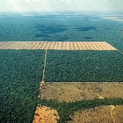 Revista britânica elogia ações do Brasil para salvar as florestas
