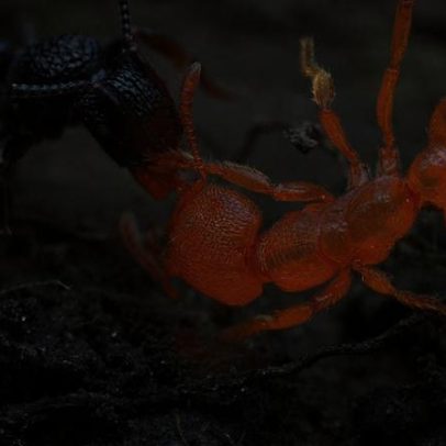 Há 2,5 milhões de formigas por pessoa no mundo e elas têm cheiro
