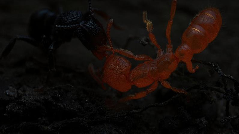A exposição 'Ants: Tiny Creatures, Big Lives', do Bruce Museum, nos EUA, apresentará a complexidade do mundo das formigas.