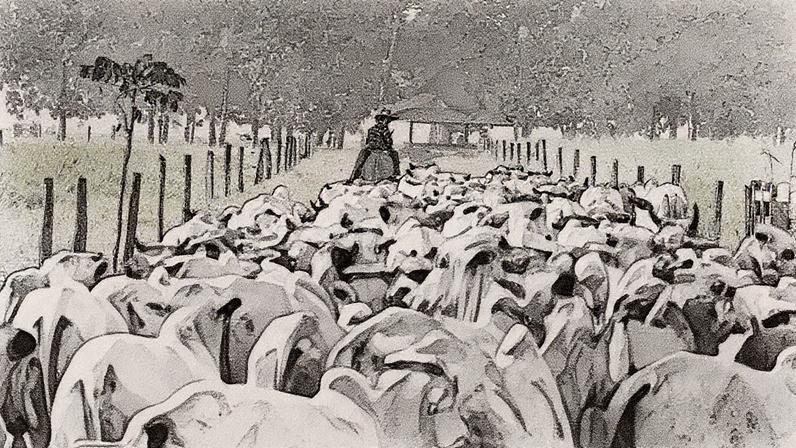 Gado na cidade de Tailândia, no Pará