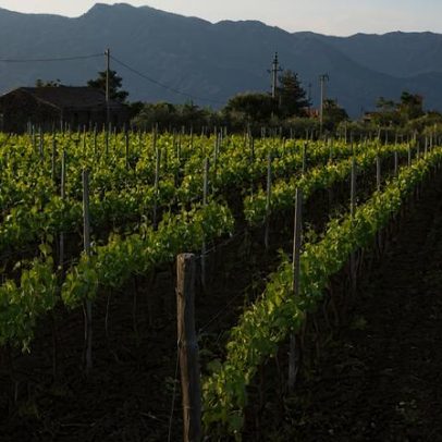 Cristina Mercuri: Vinhos na fronteira do Etna redefinem elegância