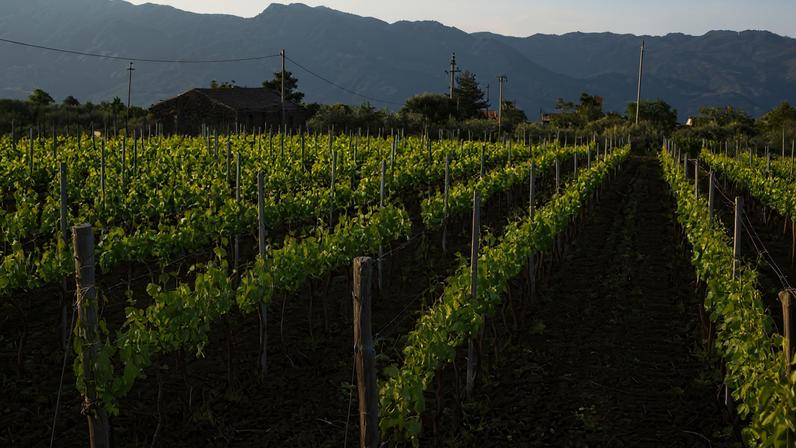 Vineyards near to Mount Etna in Sicily.