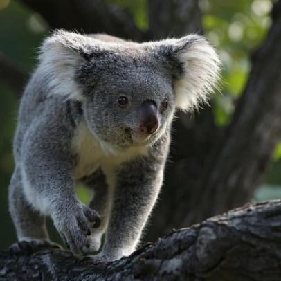 Austrália cria parque nacional para 12 mil koalas