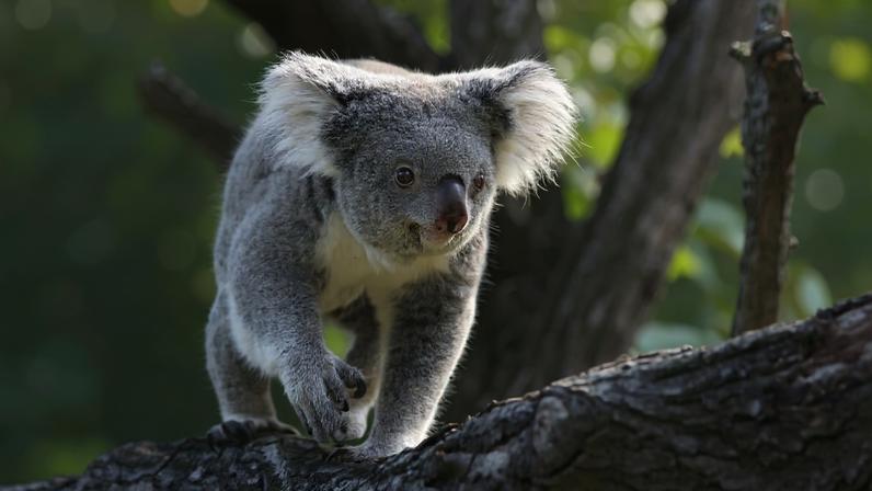 Koala in captivity. Image by Till Niermann.