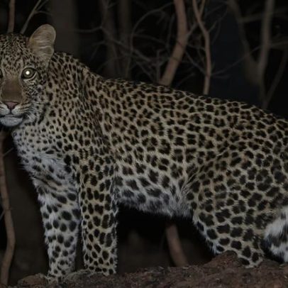 Leopardos da África Ocidental passam a ameaçados após queda de 50% na população