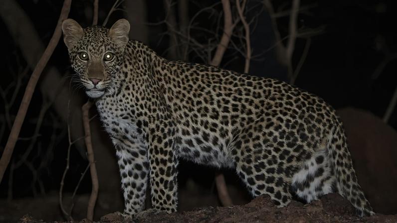 A young female leopard photographed at night in Niokolo Koba National Park, Senegal. Panthera/Senegal DPN.