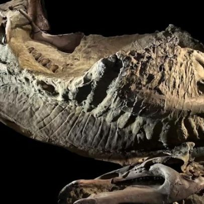 Múmias de dinossauros encontradas nos EUA, tesouro científico