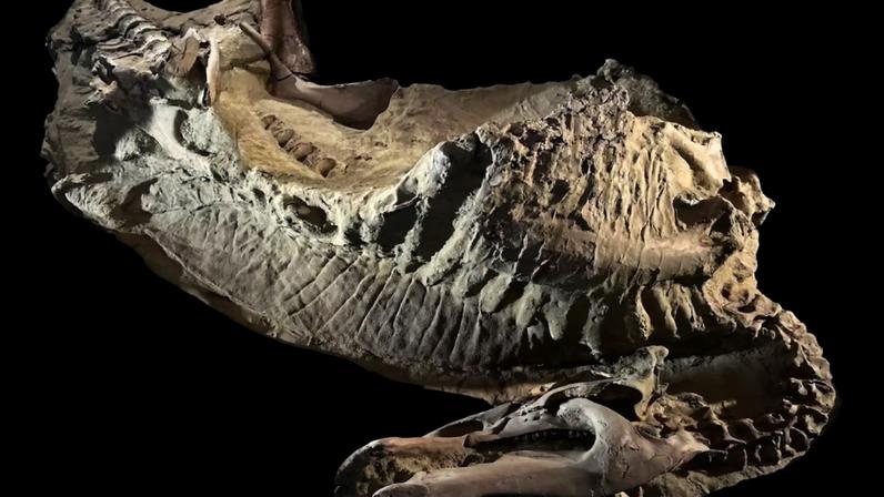 Cientistas usam esses raros restos mortais, juntamente com ossos de dinossauros, para recriar a aparência dessas criaturas pré-históricas.