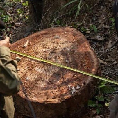 Novo livro revela raízes psicológicas do crime ambiental