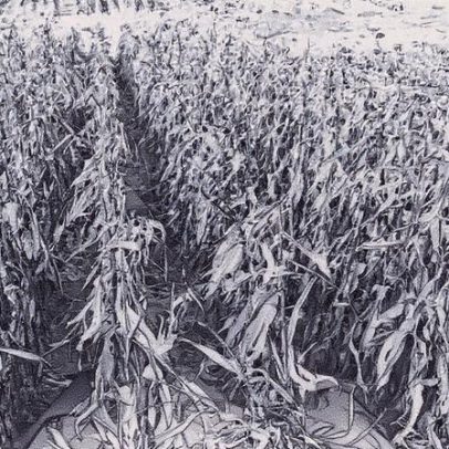 Shutdown ameaça pagamentos e agrava crise para agricultores dos EUA