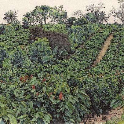 BNDES libera 100 milhões para expansão de agroflorestas e sequestro de carbono