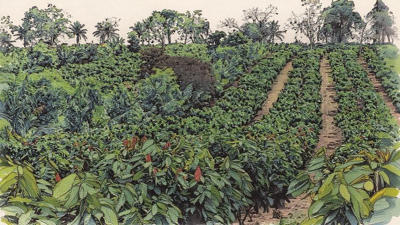 Sistema de agrofloresta com produção de café