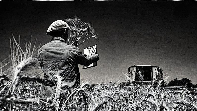 Fazenda de trigo em Villaguay, na província de Entre Rios