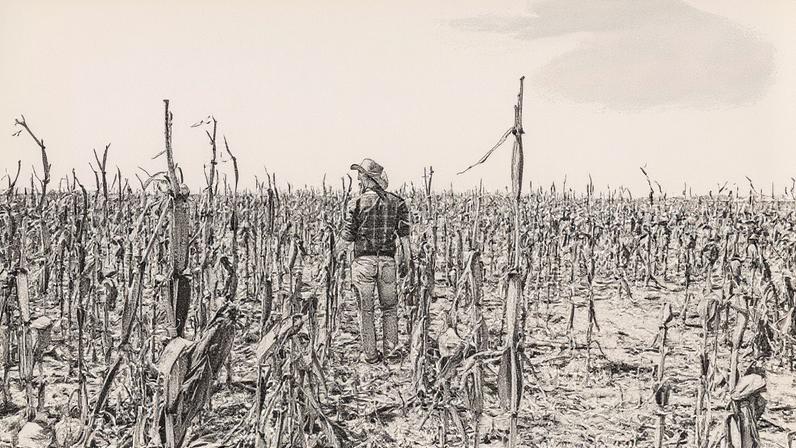 Produtor rural observa as perdas em sua lavoura de milho