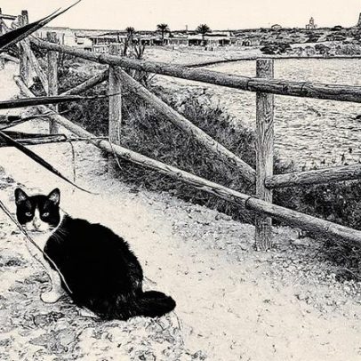 Ilha na Espanha tem mais gatos que habitantes