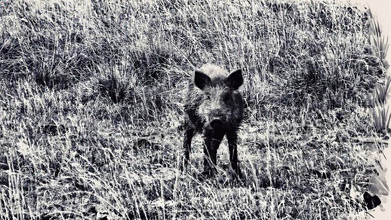 Javali é considerado uma espécie exótica invasora e chegou ao Brasil na década de 1960. (Foto: Acervo/ICMBio)
