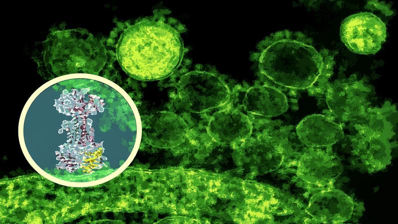 By using AI to sift through more than 10,000 molecules, researchers found enterololin (inset), a compound that blocks a key pathway in harmful gut bacteria and, in mice with IBD, eased infection without disturbing the rest of the microbiome.