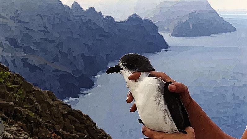 Paulo Catry A researcher holds a Desertas petrel with the ocean and cliffs in the background (Credit: Paulolllll Catry)